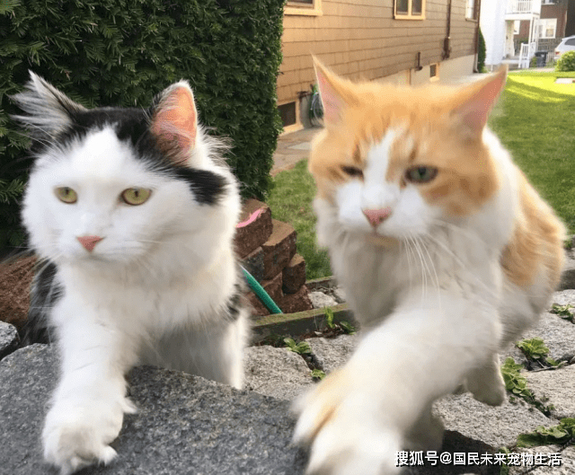 笨猫吧galgame_十大最笨的猫_笨猫图片