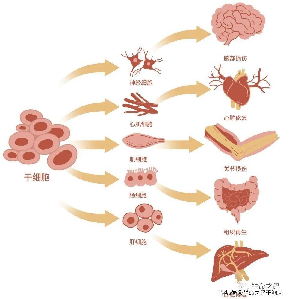 干细胞如何修复细胞损伤？保养身体从保养细胞开始-生命之码