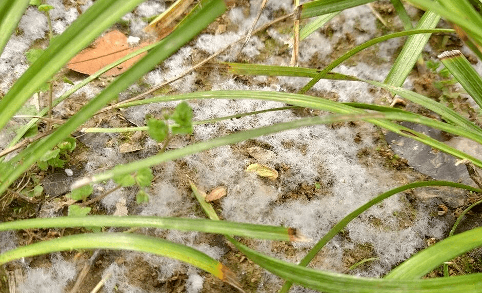 白山紧急预警！将迎大范围“降雪”