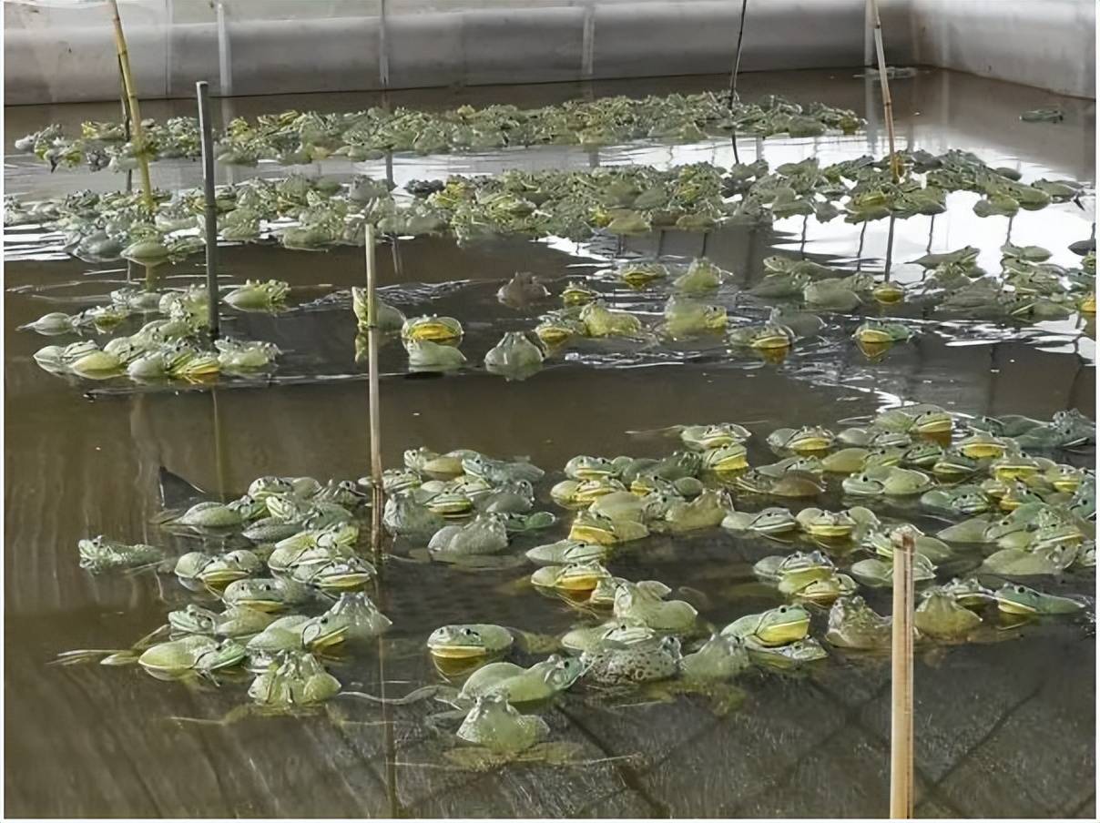亚新体育牛蛙养殖有哪些利润和风险玖健蛙宝(图2)