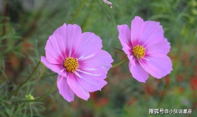 5月起头财气上上签，事业顺利，翻身做豪富翁的四大生肖