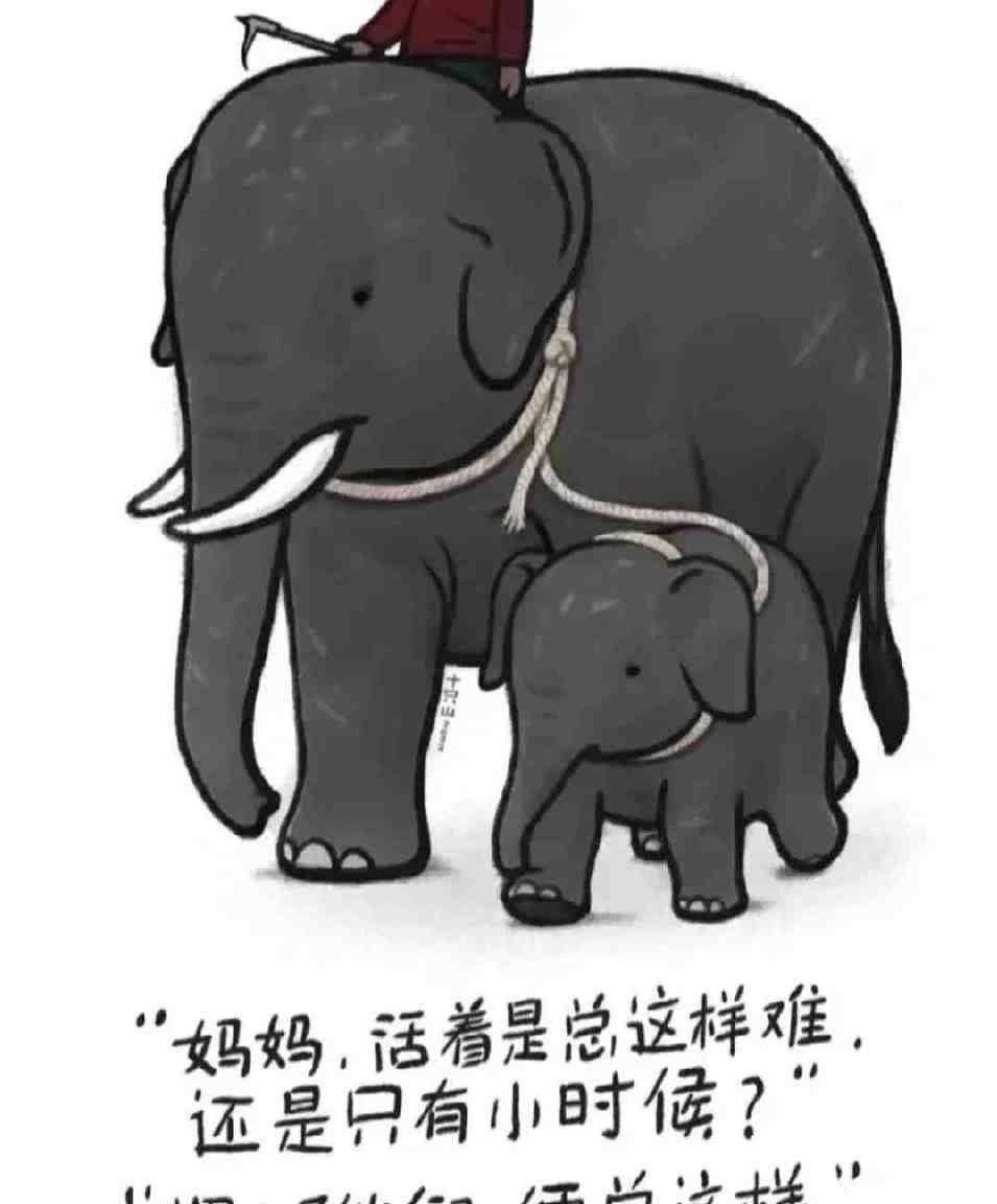 原创陈乔恩为拯救小象莫莉发声，大象也是生命，任何生命都不该被虐待