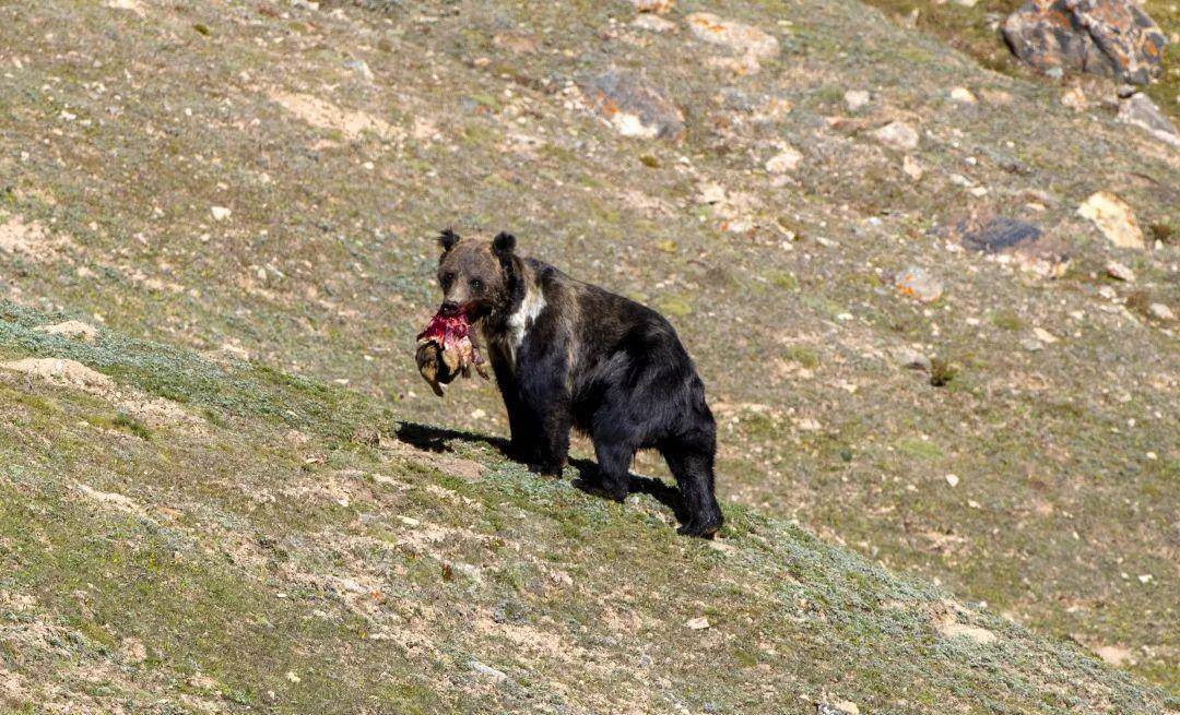 自驾游西藏被棕熊包围！在野外遇到熊怎么办？专家：不要假装受伤