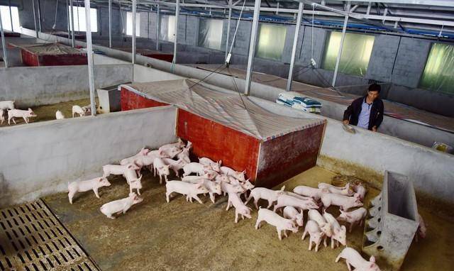 原创             国外将大量猪肉出口我国，国内生猪价格持续下跌，为什么还要进口猪肉？