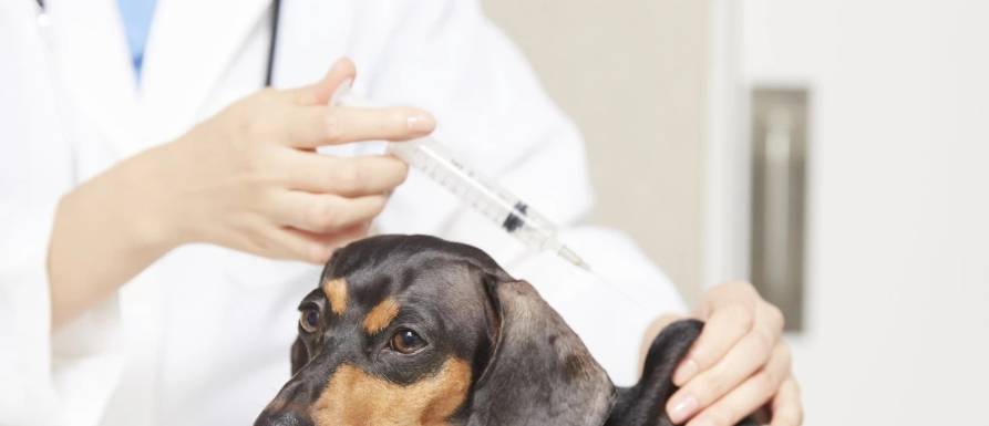 原创
            宠物需要接种新冠疫苗吗