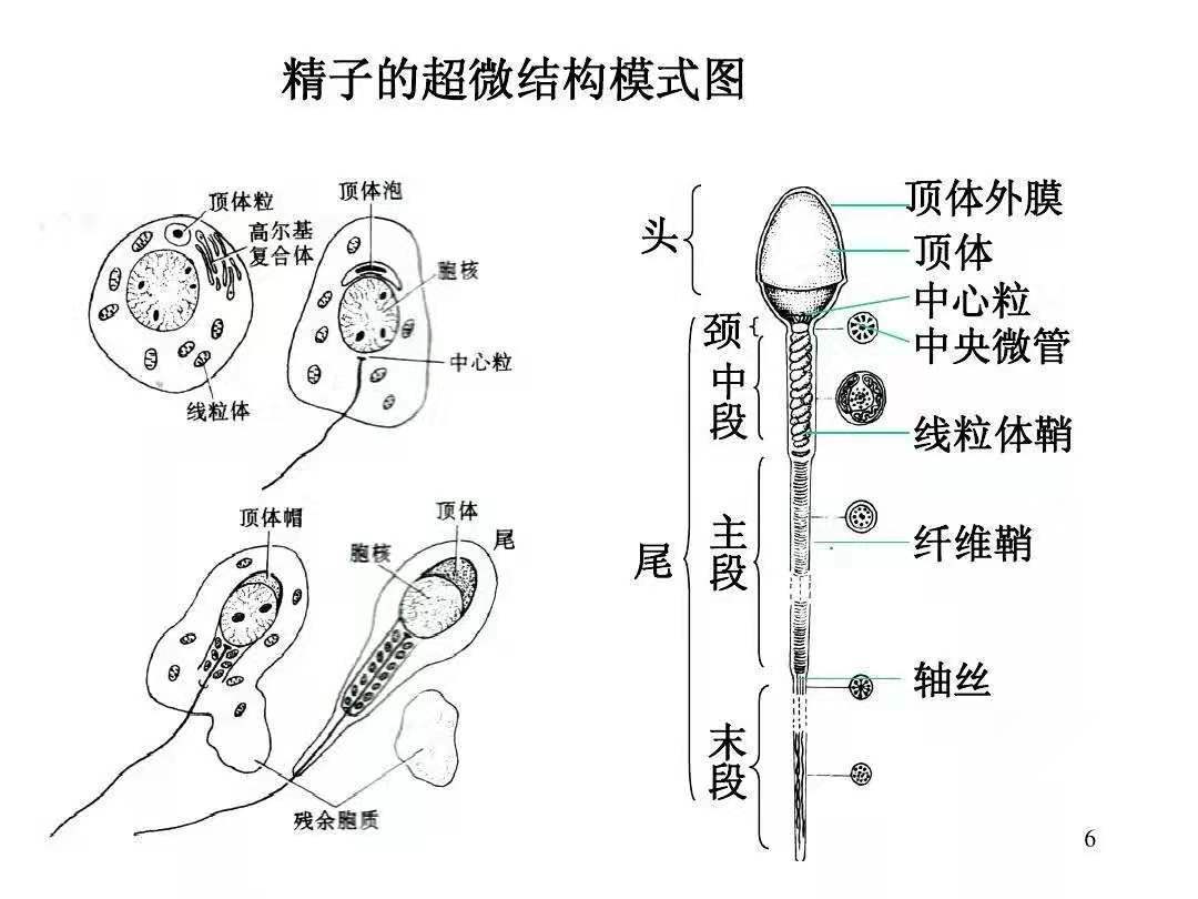 它们将继续前进。只有少数优秀的精子能够成功穿过粘稠的子宫颈粘液，进入到子宫中。受精过程： 当成功的精
