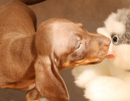 宠物小知识：狗狗的心血管系统的组成以及心血管系统的特征-第1张图片-冲锋网