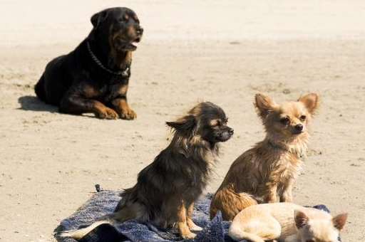 宠物小知识：警用犬的追捕与撕咬训练方式以及训练的注意事项-第5张图片-冲锋网