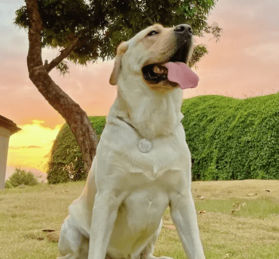 探索拉布拉多冷知识：Wellness宠物科普-第4张图片-冲锋网