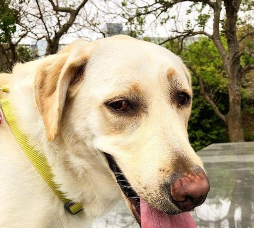 宠物百科，为什么要养拉布拉多条狗作为宠物？智商高，能力强-第7张图片-冲锋网