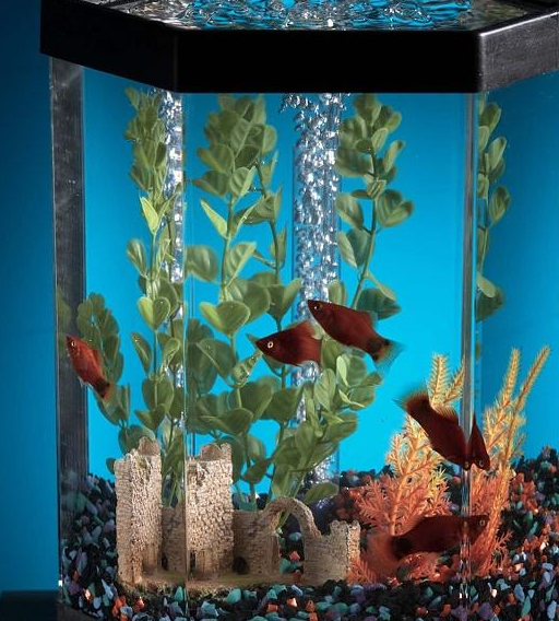 给鱼缸换水的三大禁忌，别拿宠物鱼的生命开玩笑！看完涨知识了！-第3张图片-冲锋网