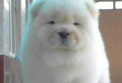 宠物百科：松狮，原来你的本名叫獢獢-第15张图片-冲锋网