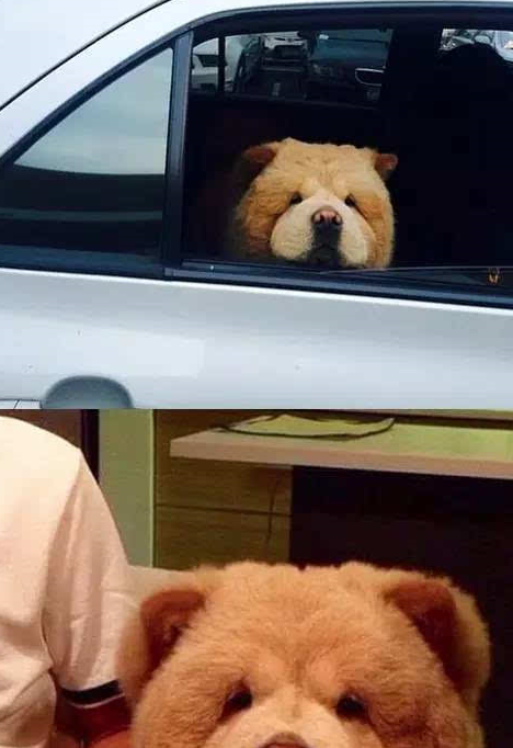 宠物百科：松狮，原来你的本名叫獢獢-第29张图片-冲锋网