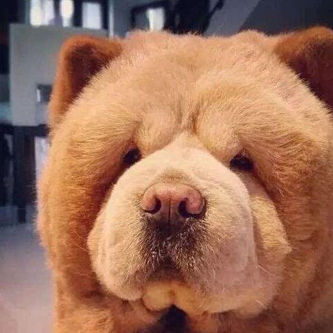 宠物百科：松狮，原来你的本名叫獢獢-第23张图片-冲锋网