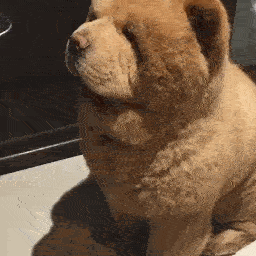 宠物百科：松狮，原来你的本名叫獢獢-第32张图片-冲锋网