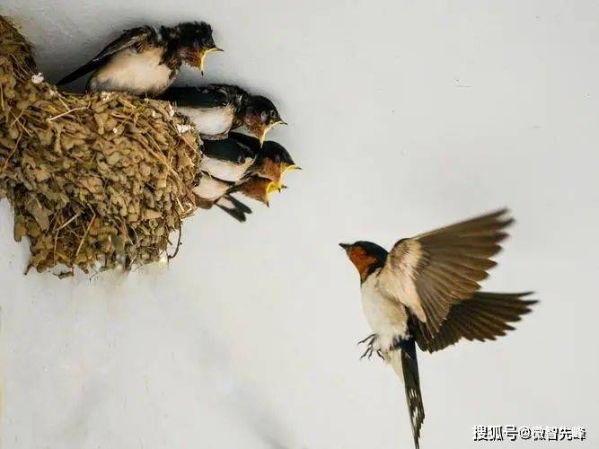 梦回白鸟红冠，燕子窝中的神秘寓言