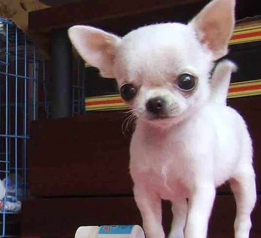 宠物百科：最小的宠物犬之一 吉娃娃-第11张图片-冲锋网