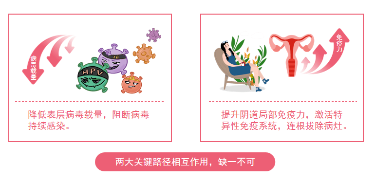 毒持续感染二、提升阴道局部免疫力，激活特异性免疫系统，连根拔除病灶