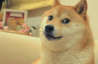 宠物反群知识：七个月柴犬反群几天过劲，七月柴犬闹狗闹几天-第1张图片-冲锋网