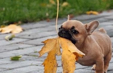 宠物护理：狗贫血的基础知识-第2张图片-冲锋网