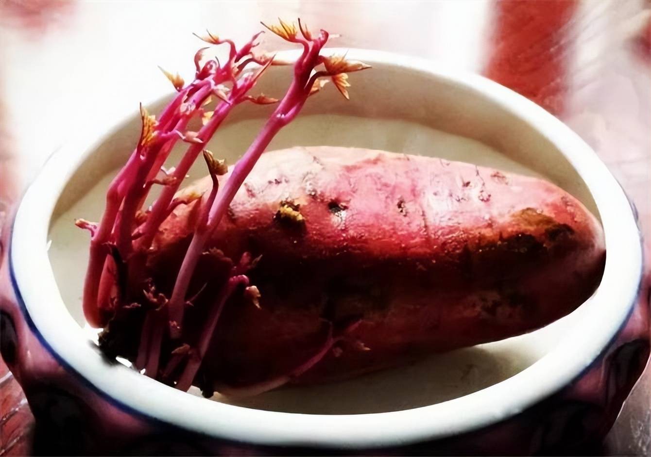 发芽红薯去掉芽能吃吗？会像土豆发芽一样有毒吗？现在知道还不晚