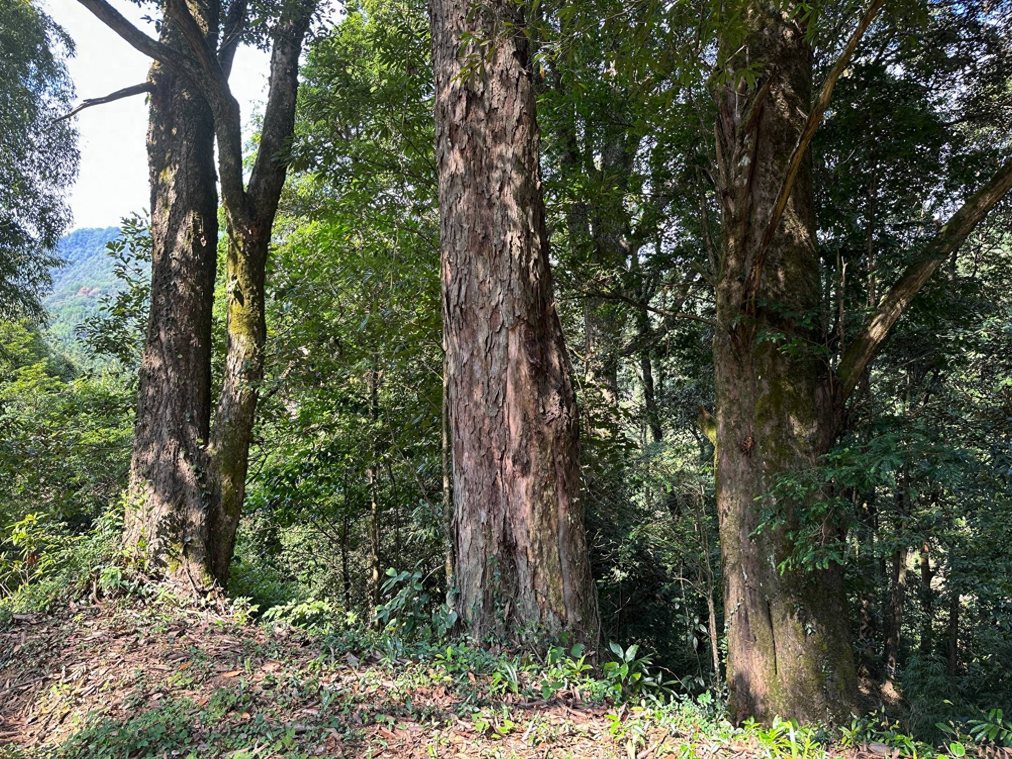 三天两晚，环武夷山国家公园1号风景道自驾游