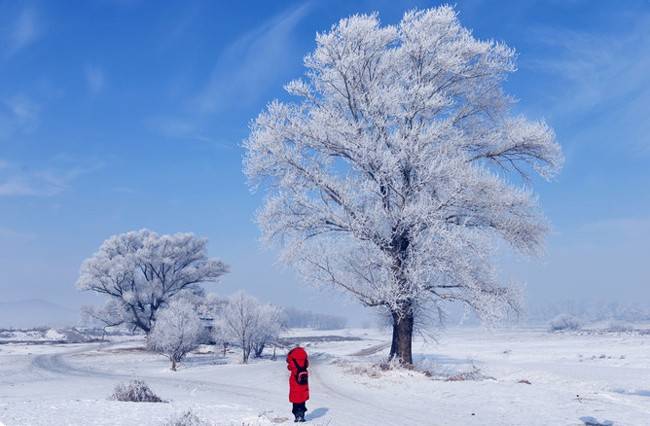 哈尔滨雪乡五日游自由行行程，看壮观雪景，冬季哈尔滨旅游费用