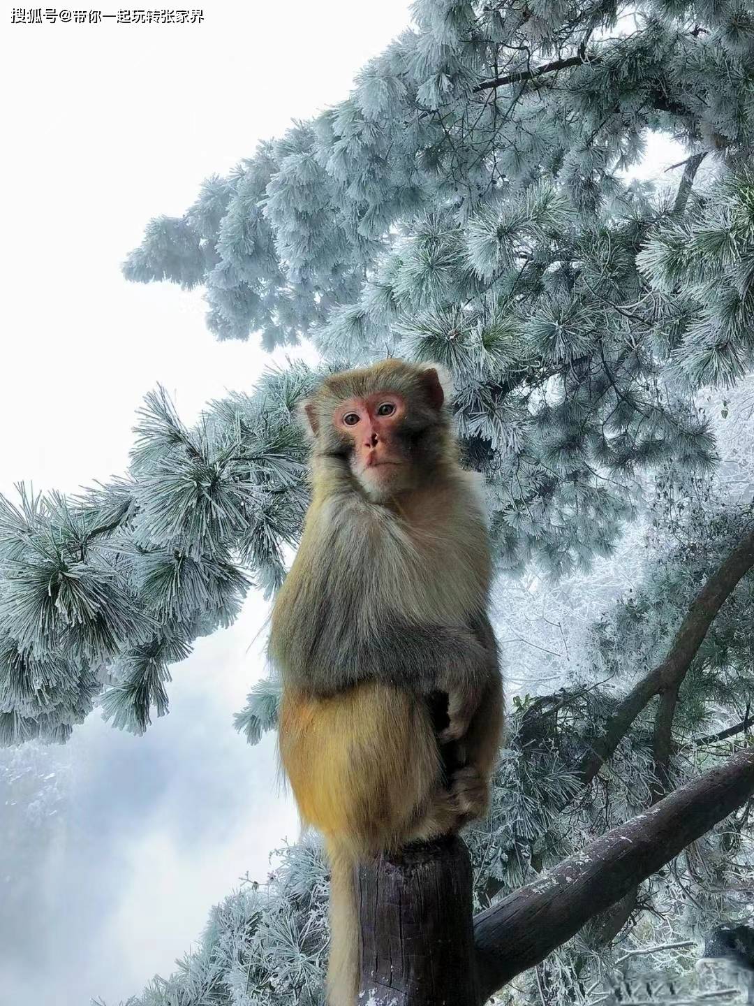 一起去张家界看雪景吧-一份张家界凤凰古城5日游旅游攻略