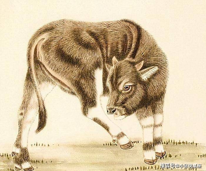 企足而待打一生肖动物，最新解释