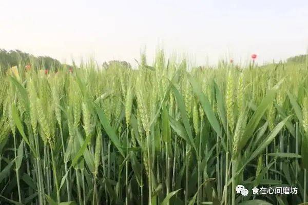 小麦高产品种排名前十名官方