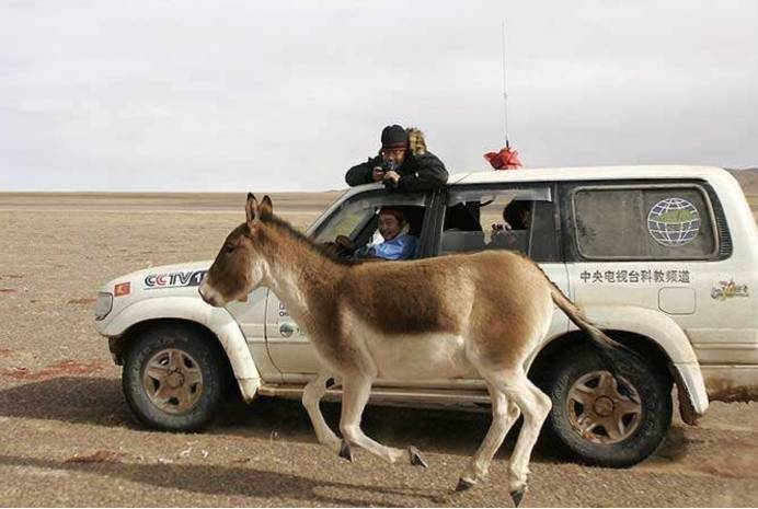 原创
                重达800斤的藏野驴：与汽车赛跑的惊人场景