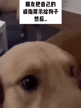搞笑趣图:觉都不让人好好睡,先说好别再我头上拉屎哦!