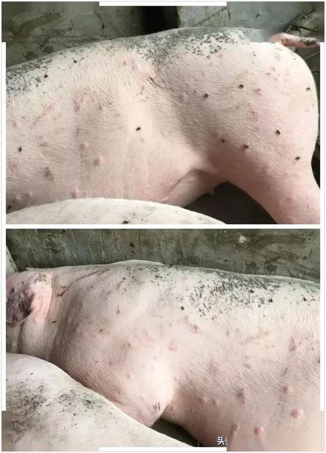 夏季猪起红色丘疹,溃破渗水都是猪湿疹惹的祸?介绍治疗方法