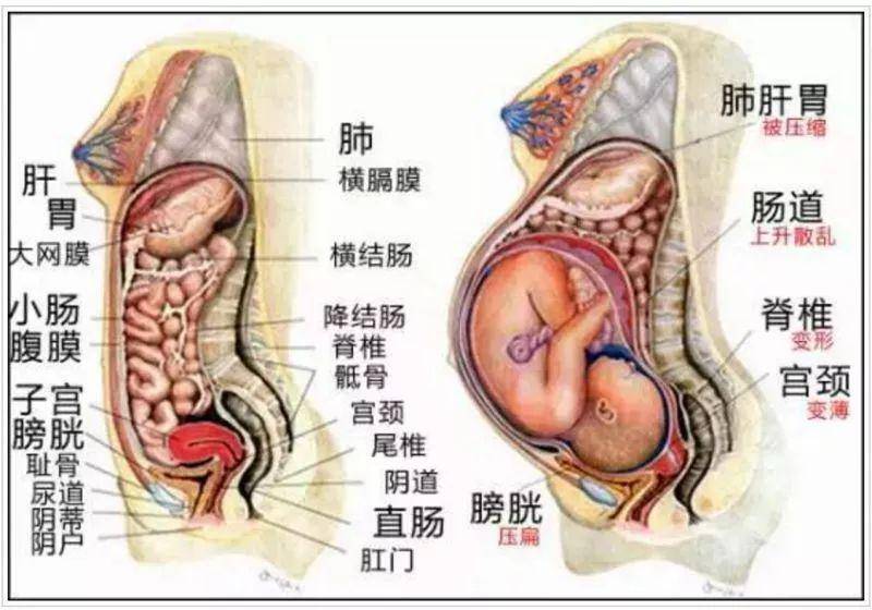 一个母亲从怀孕到生产过程身体变化.看完我不禁落泪了.