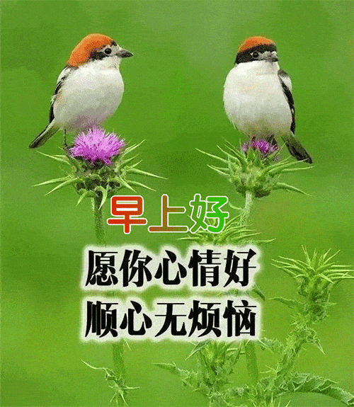 5月最新特别漂亮的早上好动态表情图片鲜花带字 温馨早上好图片带字