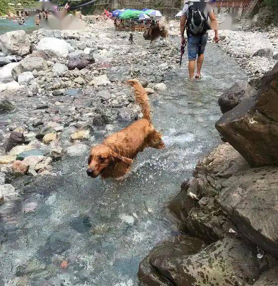 金毛跳入水中后一动不动,以为被淹死了,靠近后却主人哭笑不得!