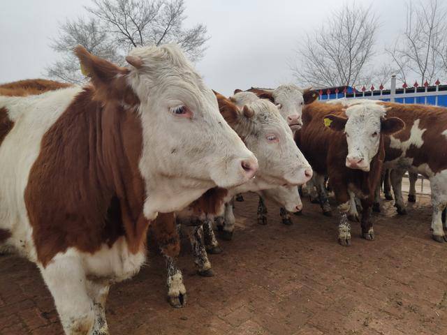怎么挑选牛最简单方法 06b68c0b65f243888cd4033362e3377b.jpeg