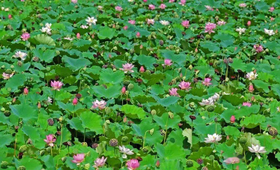 【关注】花都这四处美景,约你走进诗意夏天.周末约起来!