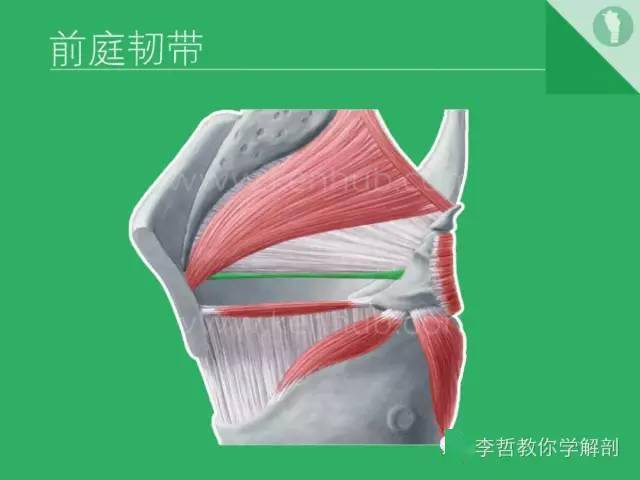 喉软骨抽记卡_解剖