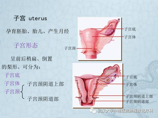 女性盆腔解剖与断层影像