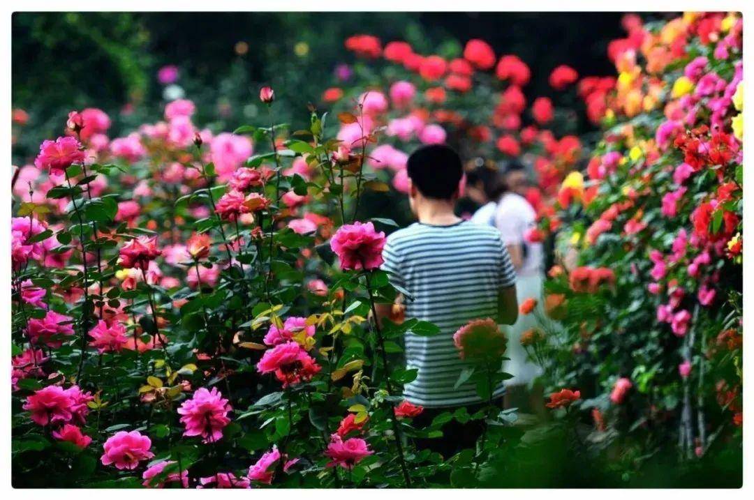 ——  常州市花 .