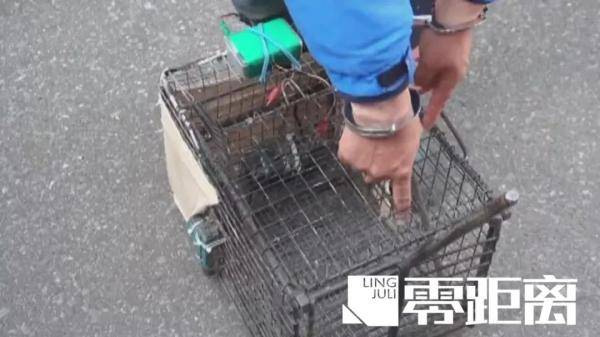 #兔肉#不犯法！，查处！男子诱捕流浪猫卖给饭店当兔肉：它们没主人