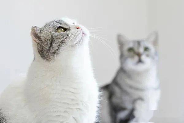 猫咪救主人 5c781fced2c842bfac4c7fb4141fbf9f.jpeg