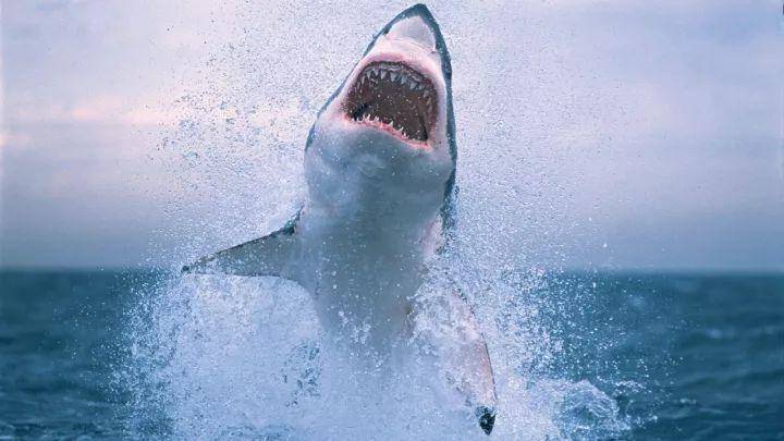 《鲨海》 一部值得推荐的电影