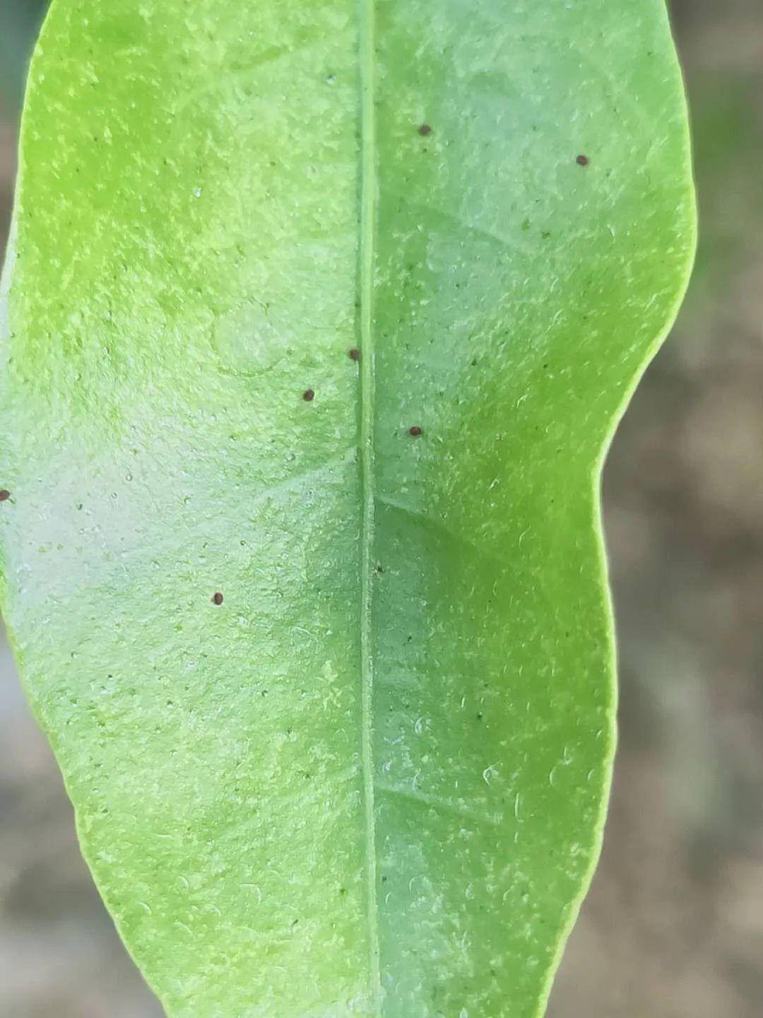 这是什么虫子,用什么药?