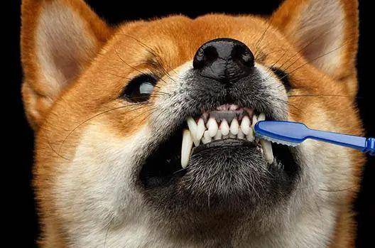 狗狗牙齿健康不能轻视刷牙太麻烦狗狗不配合还有其他洁牙妙招