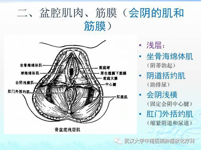 女性盆腔解剖与断层影像