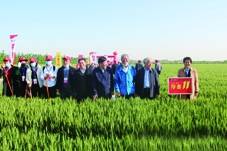 2020年优良麦种排名_江苏省张家港市2020年备足225.5万公斤小麦良种