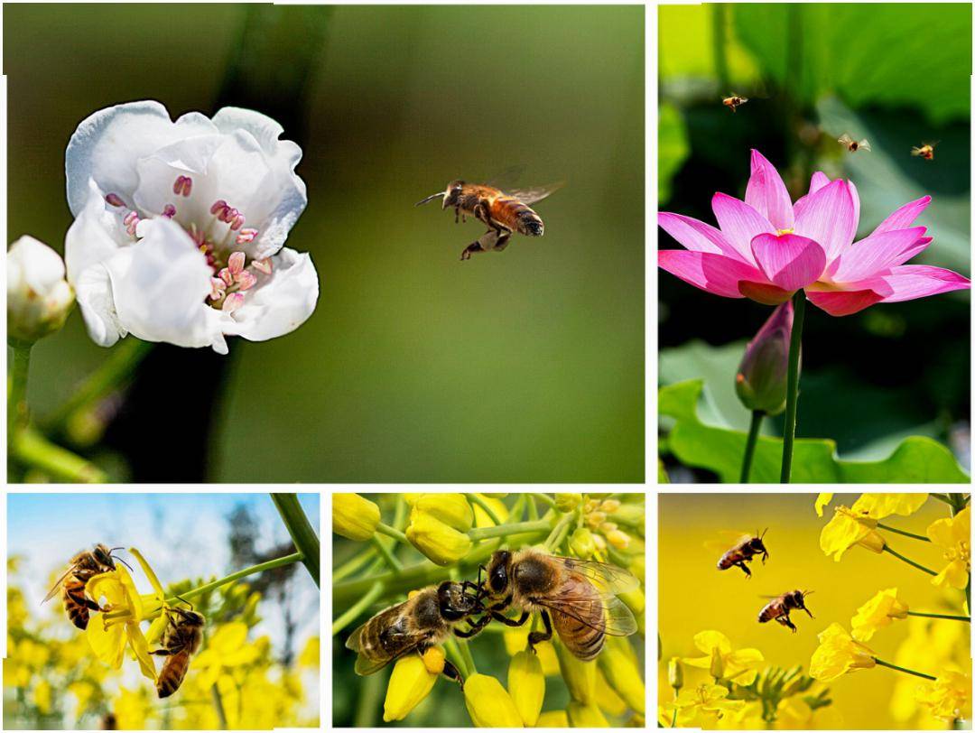 视觉江都 | 蜂恋花 花恋蜂 一恋一诗词_蜜蜂
