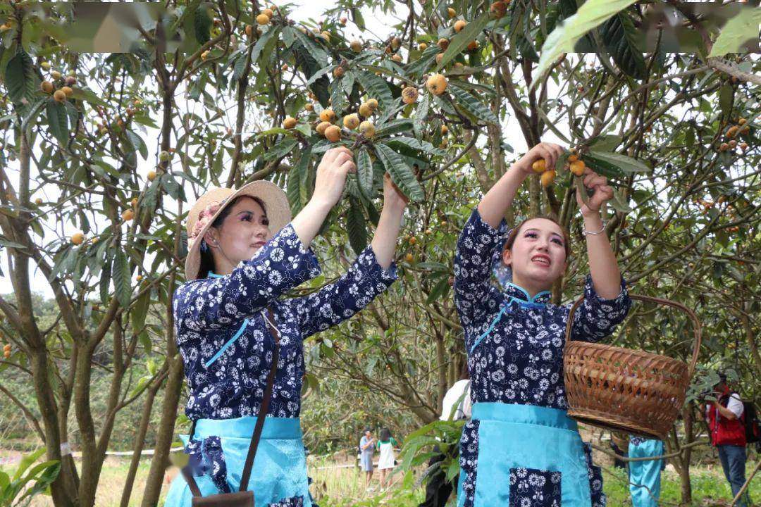 市主题活动暨"品味歙县自在乡村"第十三届歙县三潭枇杷节正式启动啦!